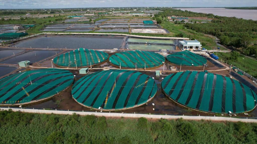 Thanh Hoa promotes high-tech shrimp farming